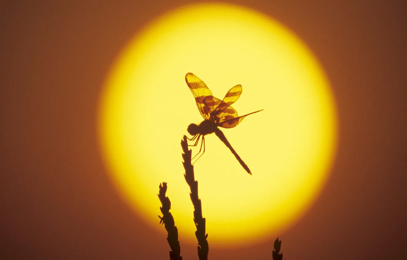 Photo wallpaper the sun, dragonfly, silhouette