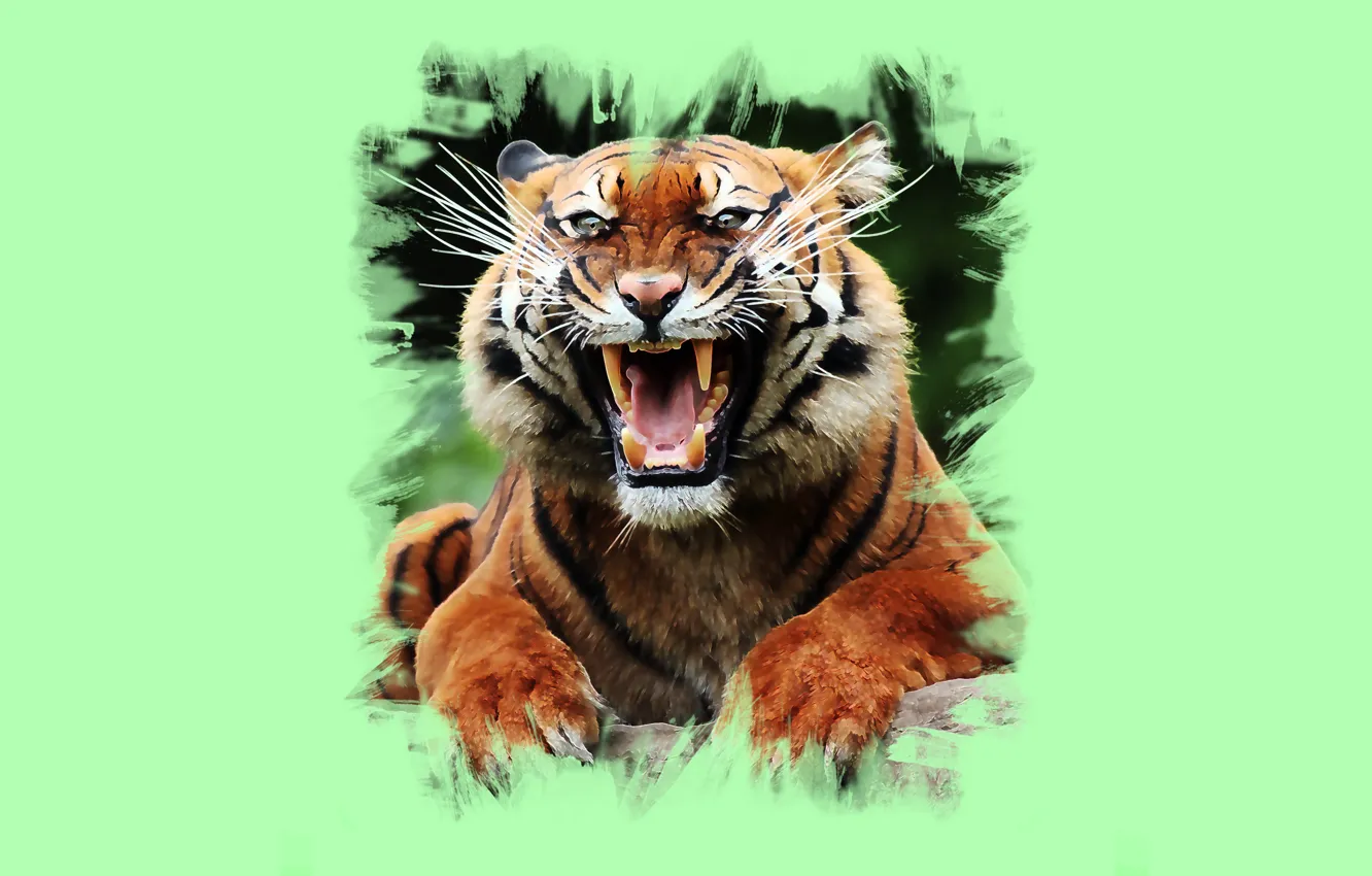 Photo wallpaper tiger, art, mouth, fangs