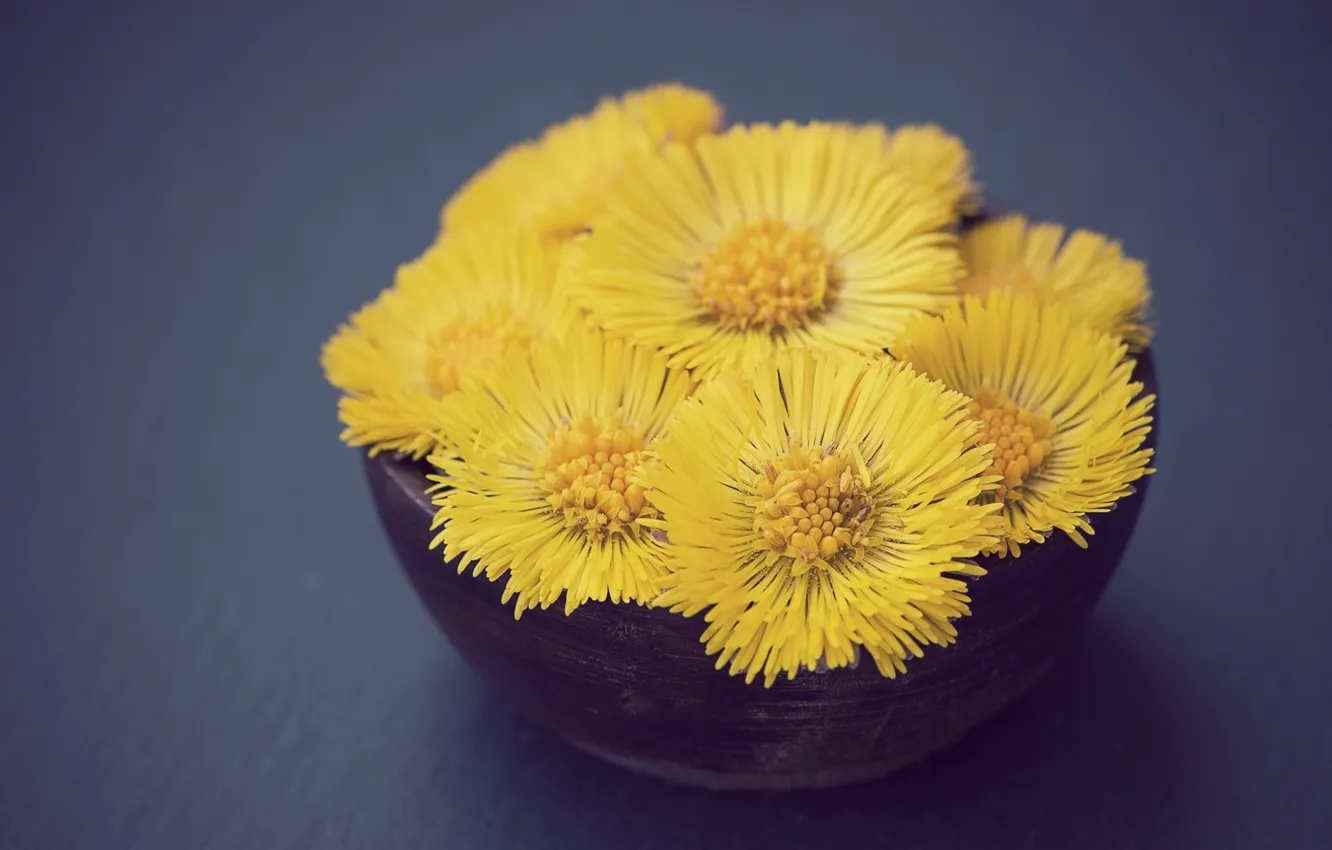 Photo wallpaper flowers, bouquet, yellow, flower, decor, Mother and stepmother, farfara, tussilago