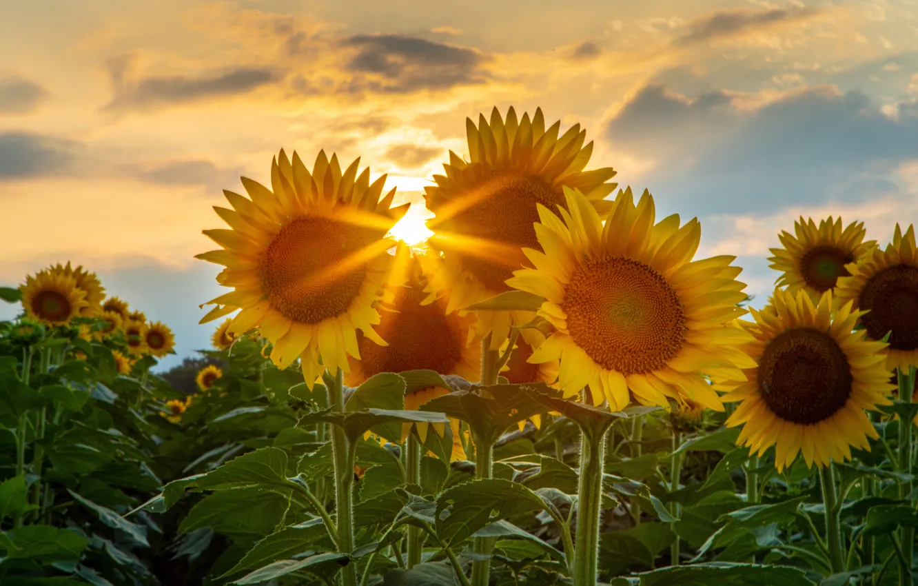 Photo wallpaper field, summer, the sun, clouds, sunflowers, flowers