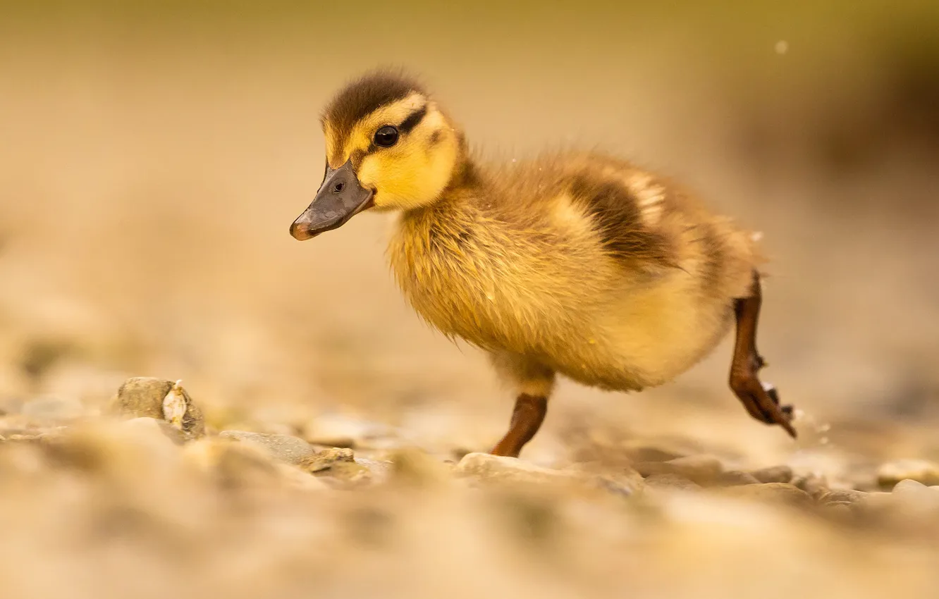 Photo wallpaper stones, bird, duck, walk, duck, Chicks