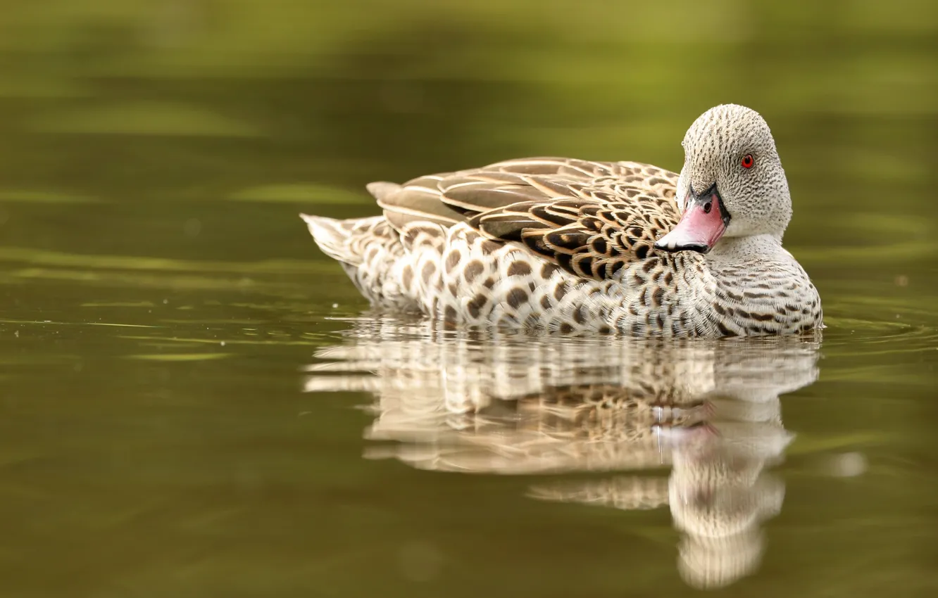 Photo wallpaper reflection, bird, duck, pond, swimming