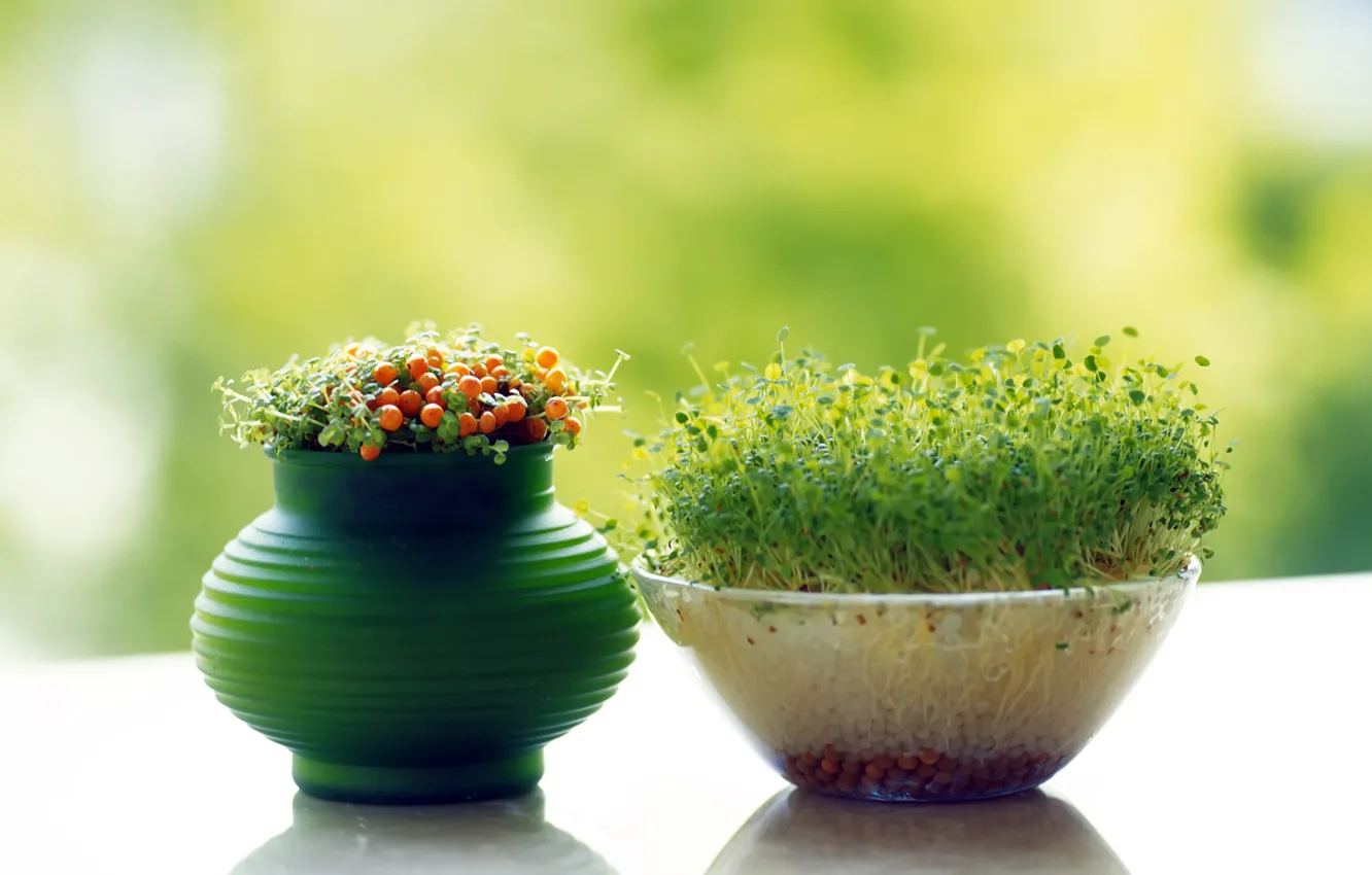 Photo wallpaper grass, pot, agdi