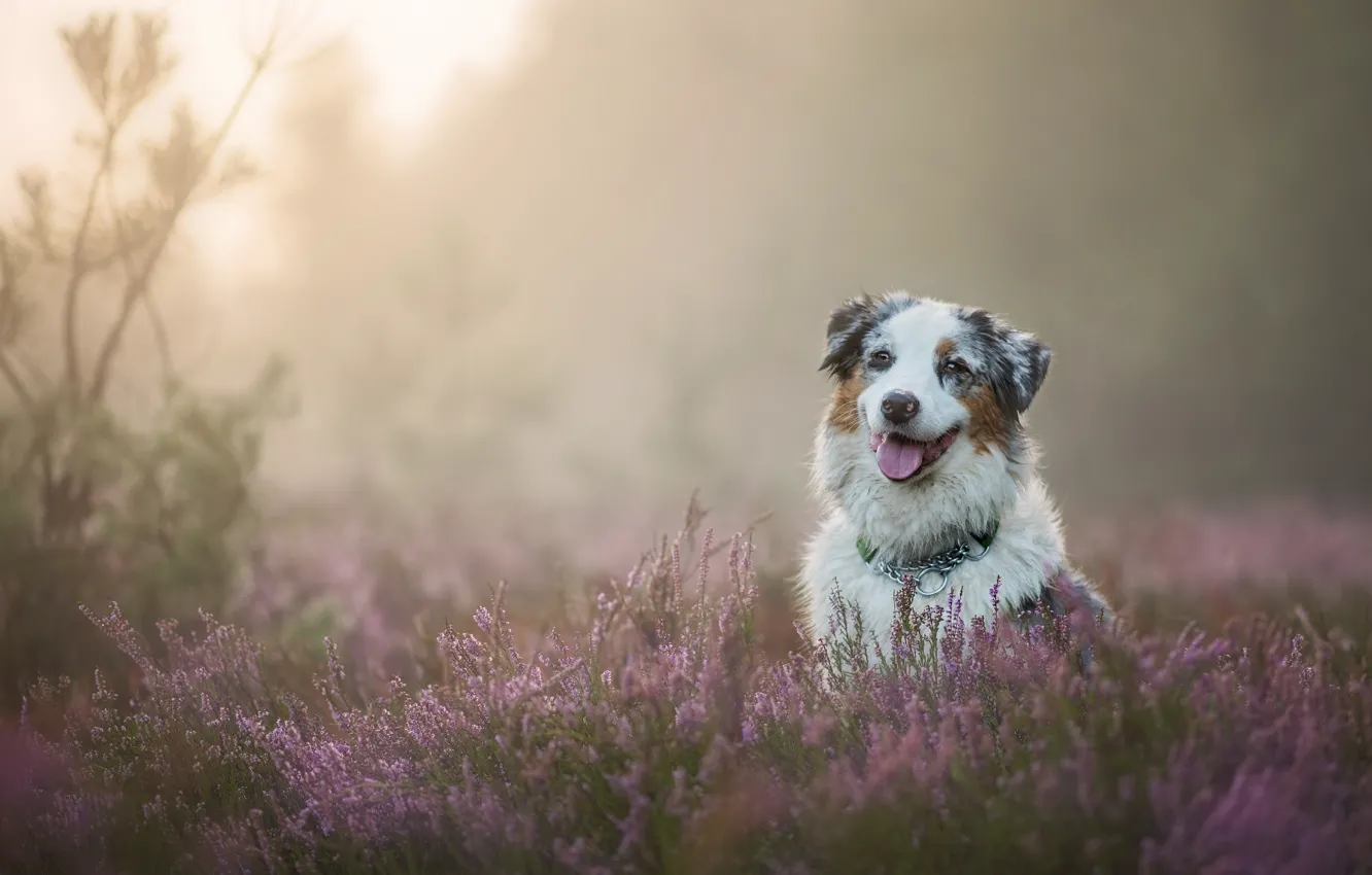 Photo wallpaper dog, Australian shepherd, Heather, Aussie