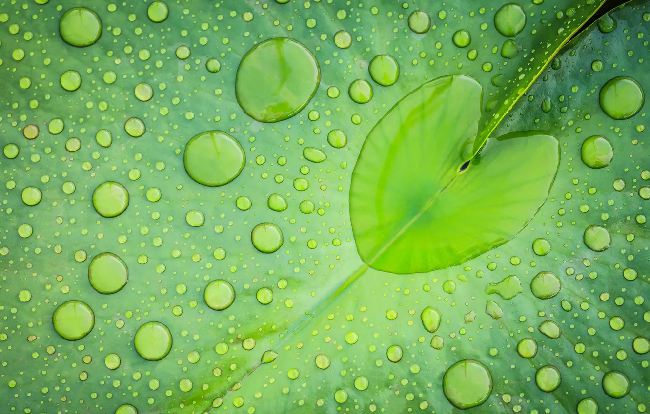 Photo wallpaper leaves, water, drops, green, hearts