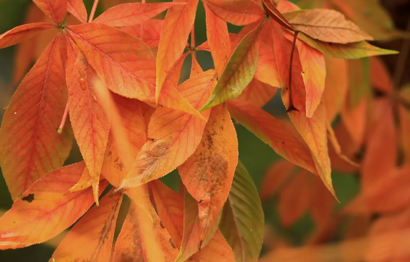 Photo wallpaper autumn, leaves, nature