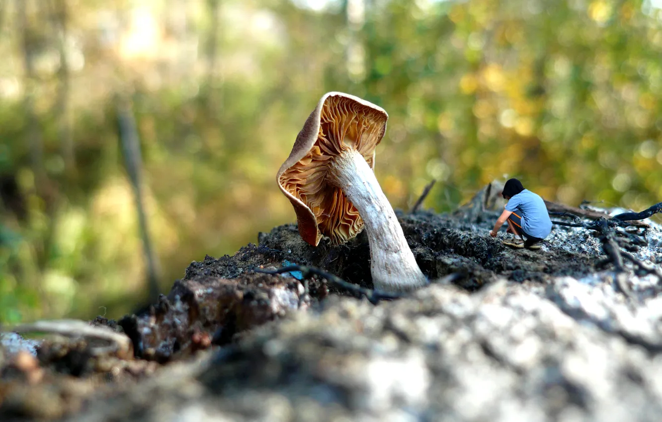 Photo wallpaper macro, mushrooms, boy, toadstool