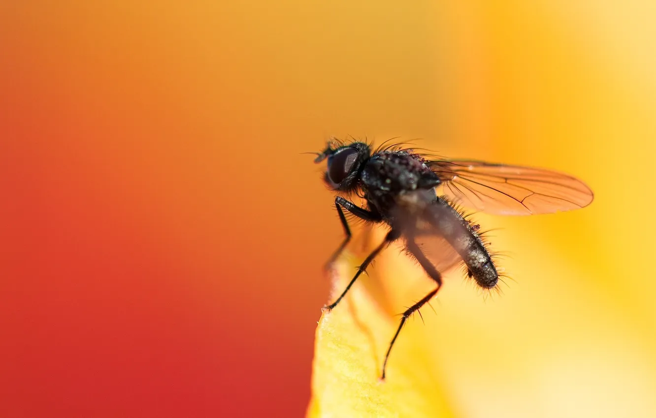 Photo wallpaper macro, orange, fly