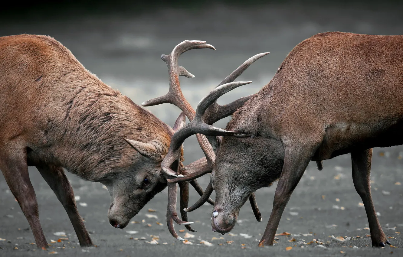 Photo wallpaper nature, deer, duel