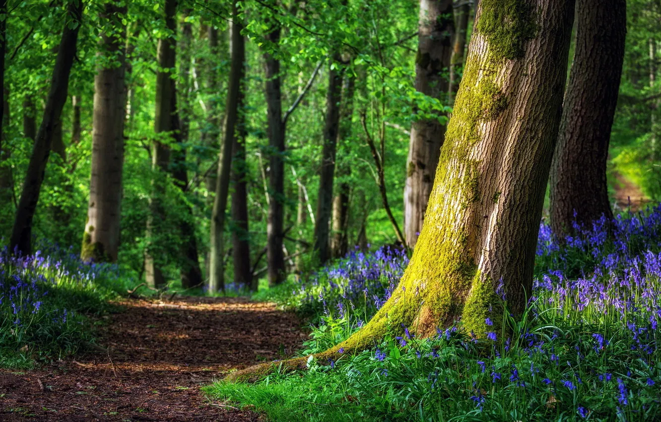 Photo wallpaper flowers, nature, Park