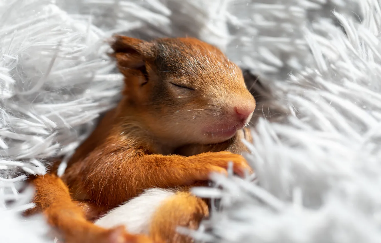 Photo wallpaper sleep, protein, sleeping, fur, light background, squirrel