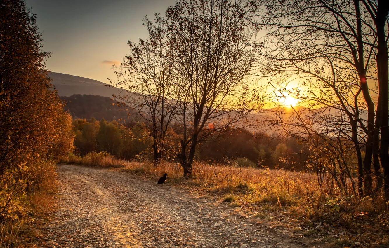 Photo wallpaper road, autumn, cat, sunset, nature