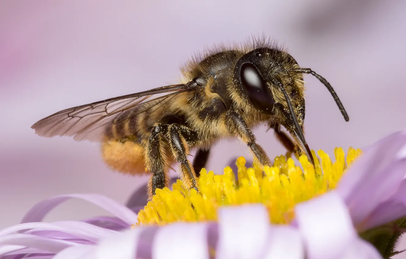 Photo wallpaper eyes, macro, flowers, yellow, bee, background, pollen, petals