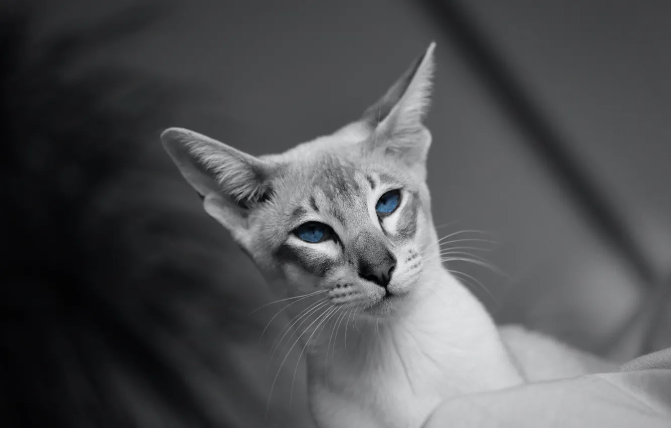 Photo wallpaper cat, cat, look, face, portrait, blue eyes, grey background, monochrome