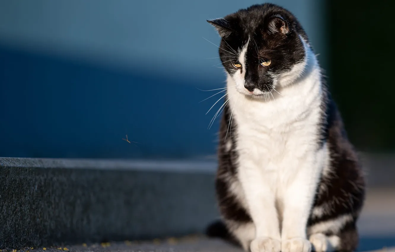 Photo wallpaper cat, cat, light, the mosquito, sitting, blue background