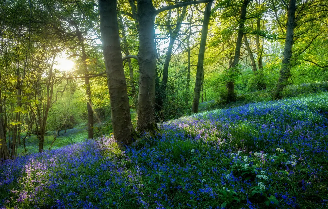 Photo wallpaper forest, flowers, spring, clearing