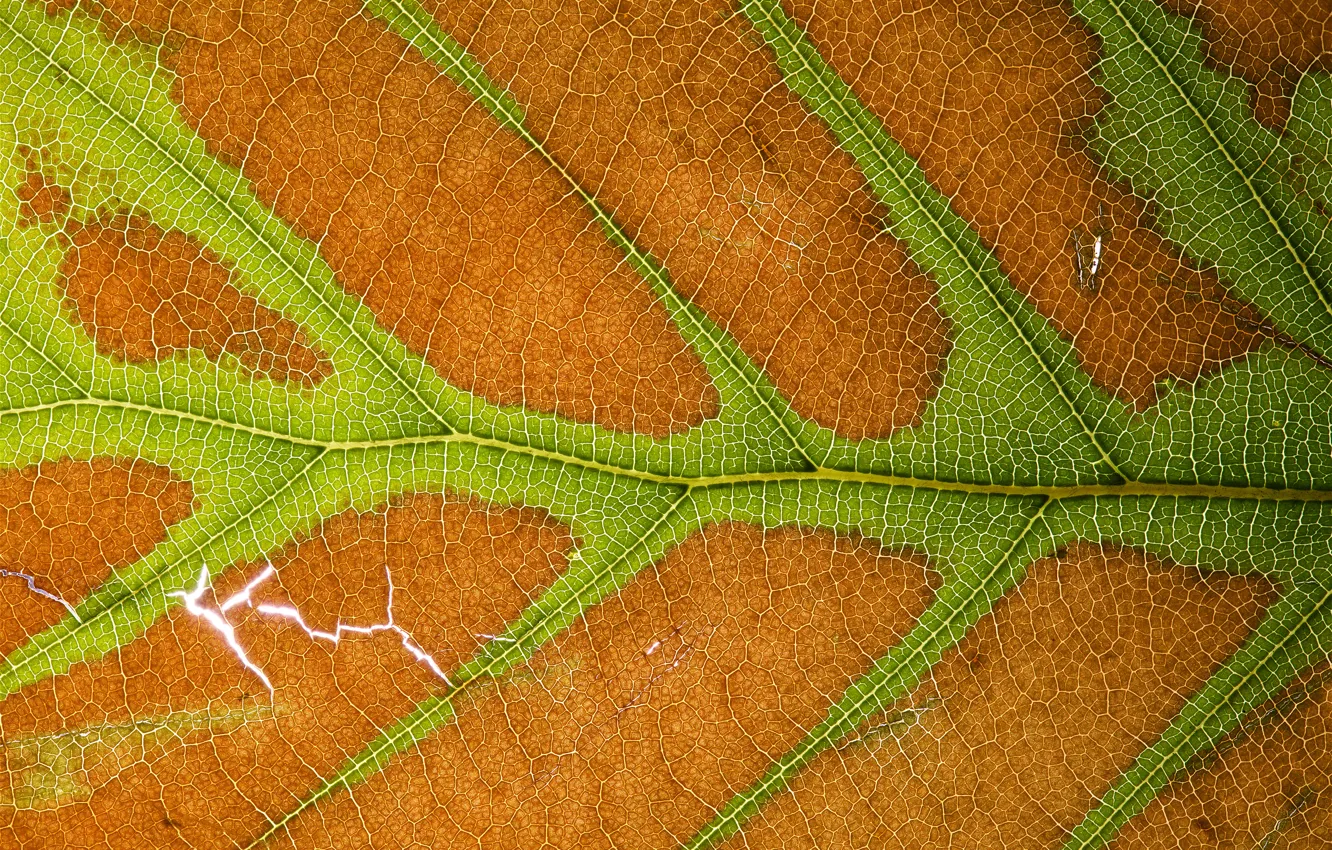 Photo wallpaper leaves, macro, background