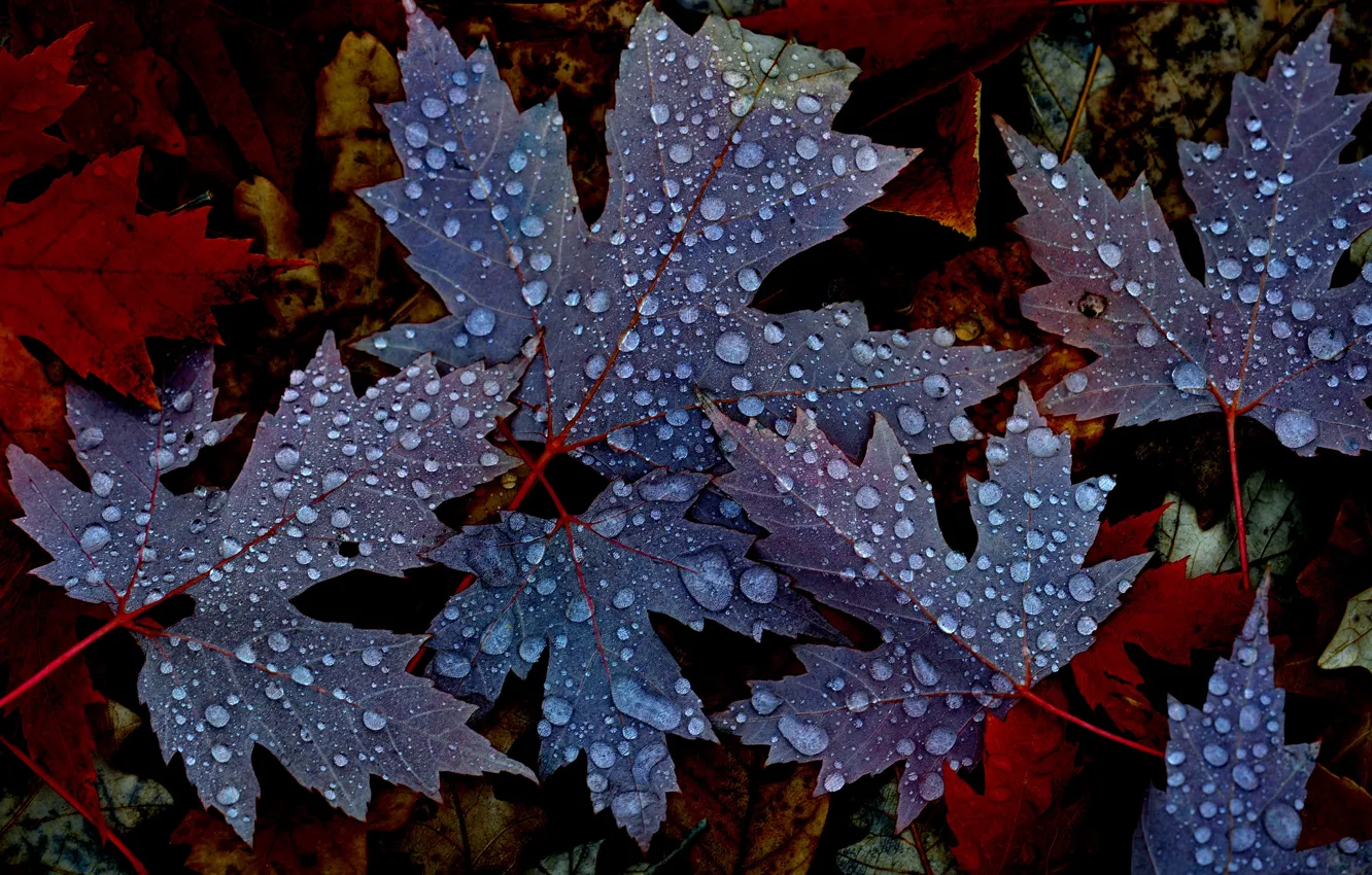 Photo wallpaper autumn, leaves, water, drops, nature, Rosa, maple