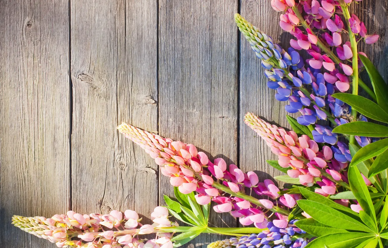 Photo wallpaper flowers, Board, lupins
