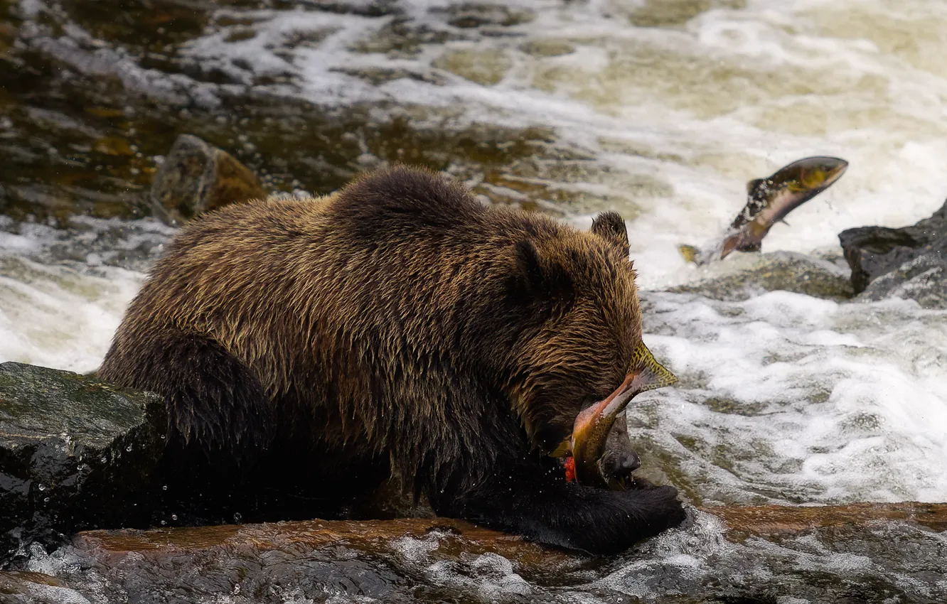 Photo wallpaper river, stones, for, fishing, fish, bear, pond, lunch