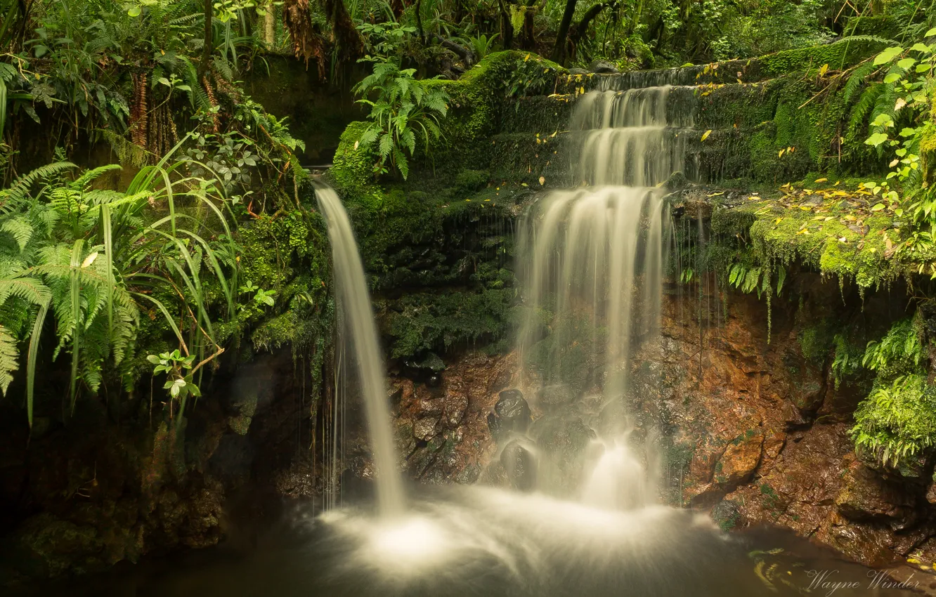 Photo wallpaper greens, forest, trees, stream, stones, waterfall, moss, New Zealand
