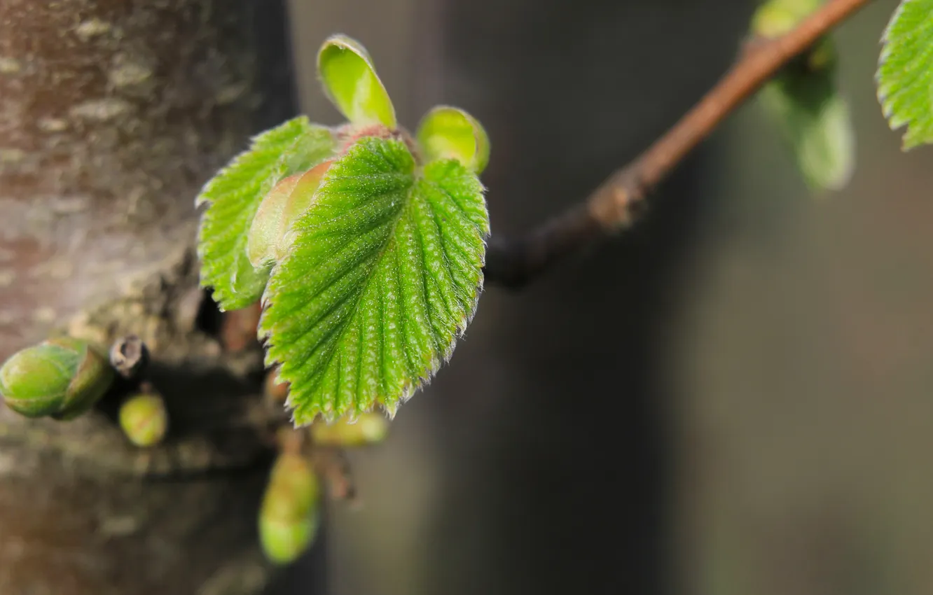 Photo wallpaper leaf, plant, speing