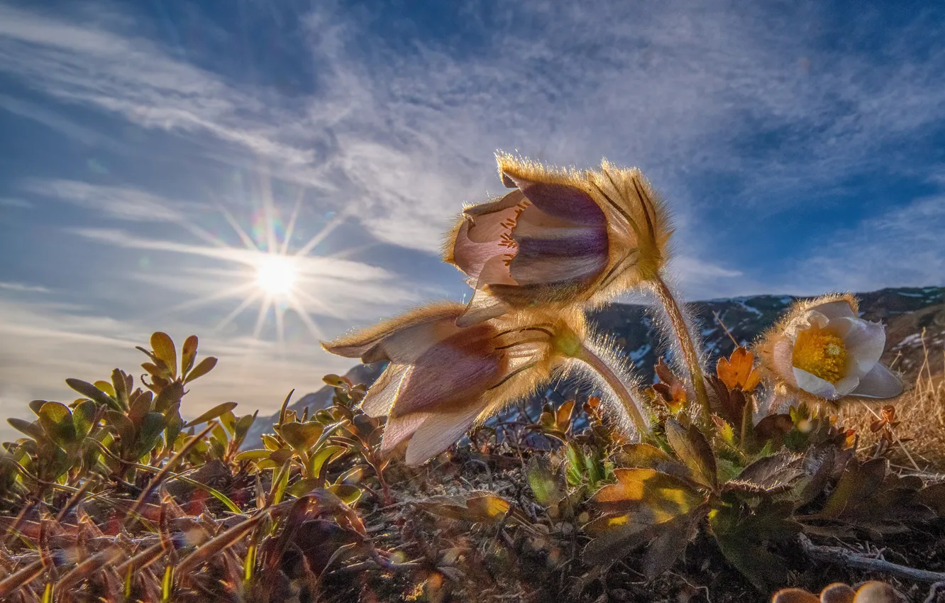 Photo wallpaper the sun, rays, flowers, nature, spring, primroses, cross