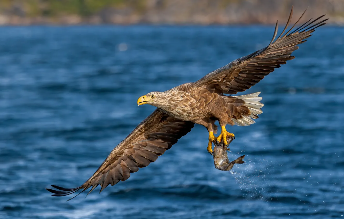 Photo wallpaper water, flight, bird, eagle, fish, pond, mining, wingspan