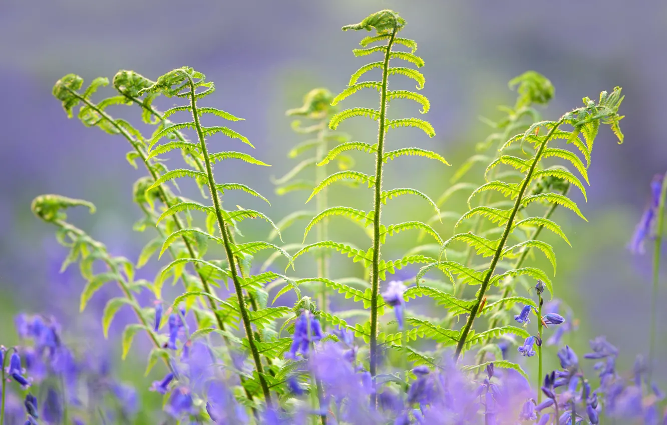 Photo wallpaper leaves, flowers, plant, stem