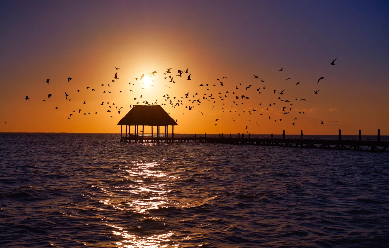 Photo wallpaper sea, water, bird, Mexico, pierce, Mexico, Isla Holbox, Isla Holbox