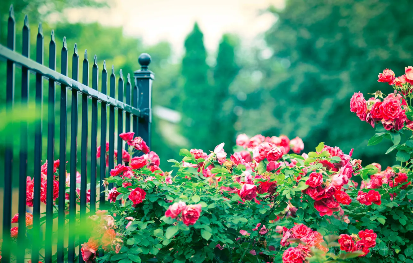 Photo wallpaper flowers, the fence, Bush, roses, fence, pink, rods, iron