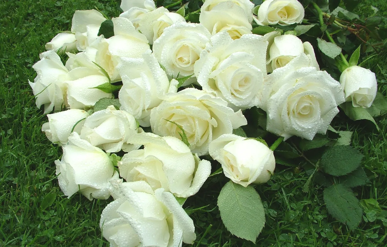 Photo wallpaper drops, Rosa, roses, white roses