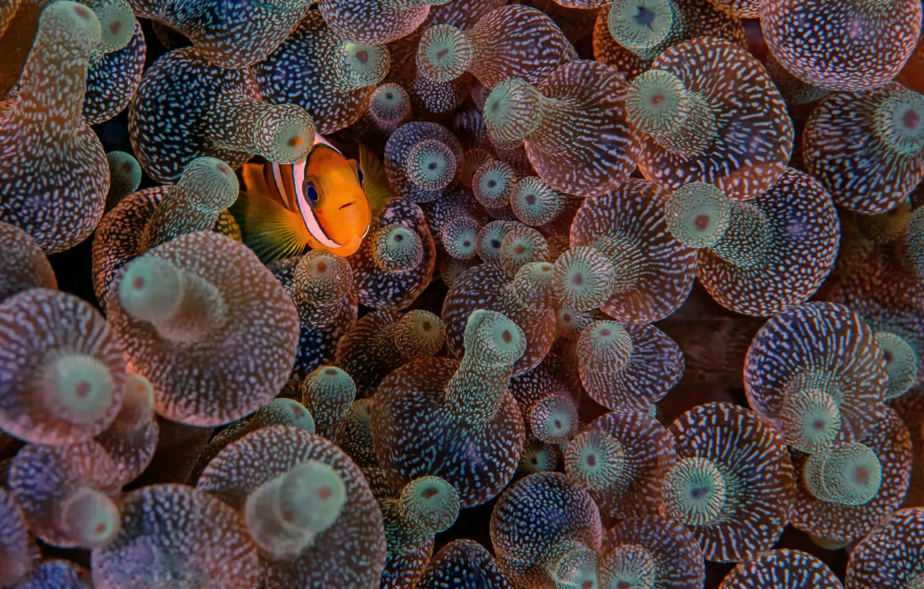Photo wallpaper eyes, fish, marine life, sea anemones