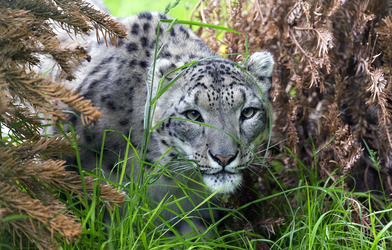 Photo wallpaper grass, look, face, branches, nature, IRBIS, snow leopard, needles