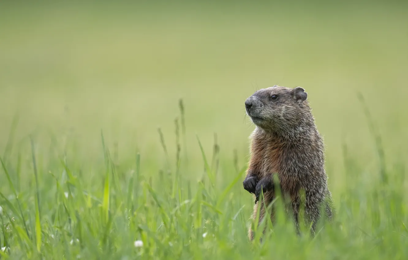 Photo wallpaper look, field, stand, grass, marmot, glade
