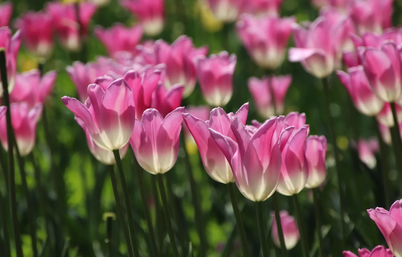 Photo wallpaper light, tulips, pink