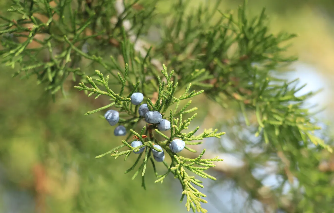 Photo wallpaper green, fruit, twig