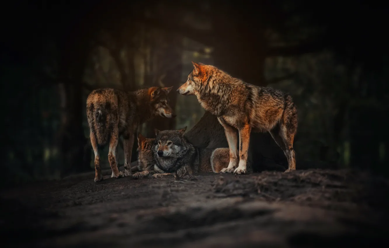 Photo wallpaper nature, background, wolves