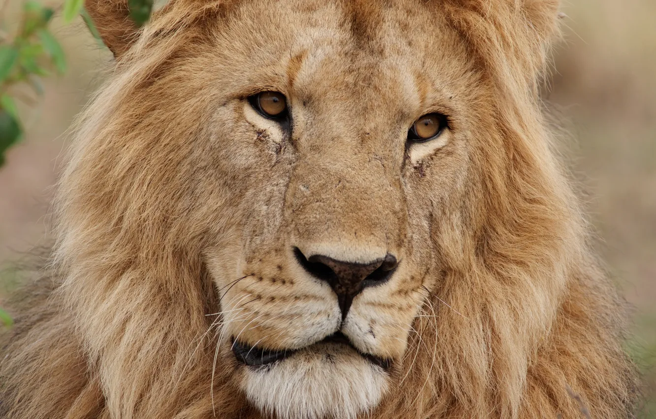 Photo wallpaper cat, look, face, Leo