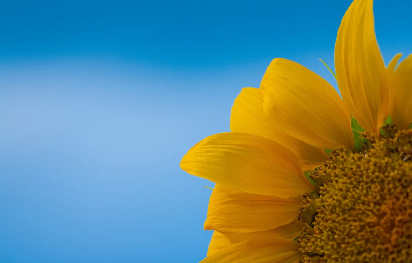 Photo wallpaper the sky, macro, sunflowers