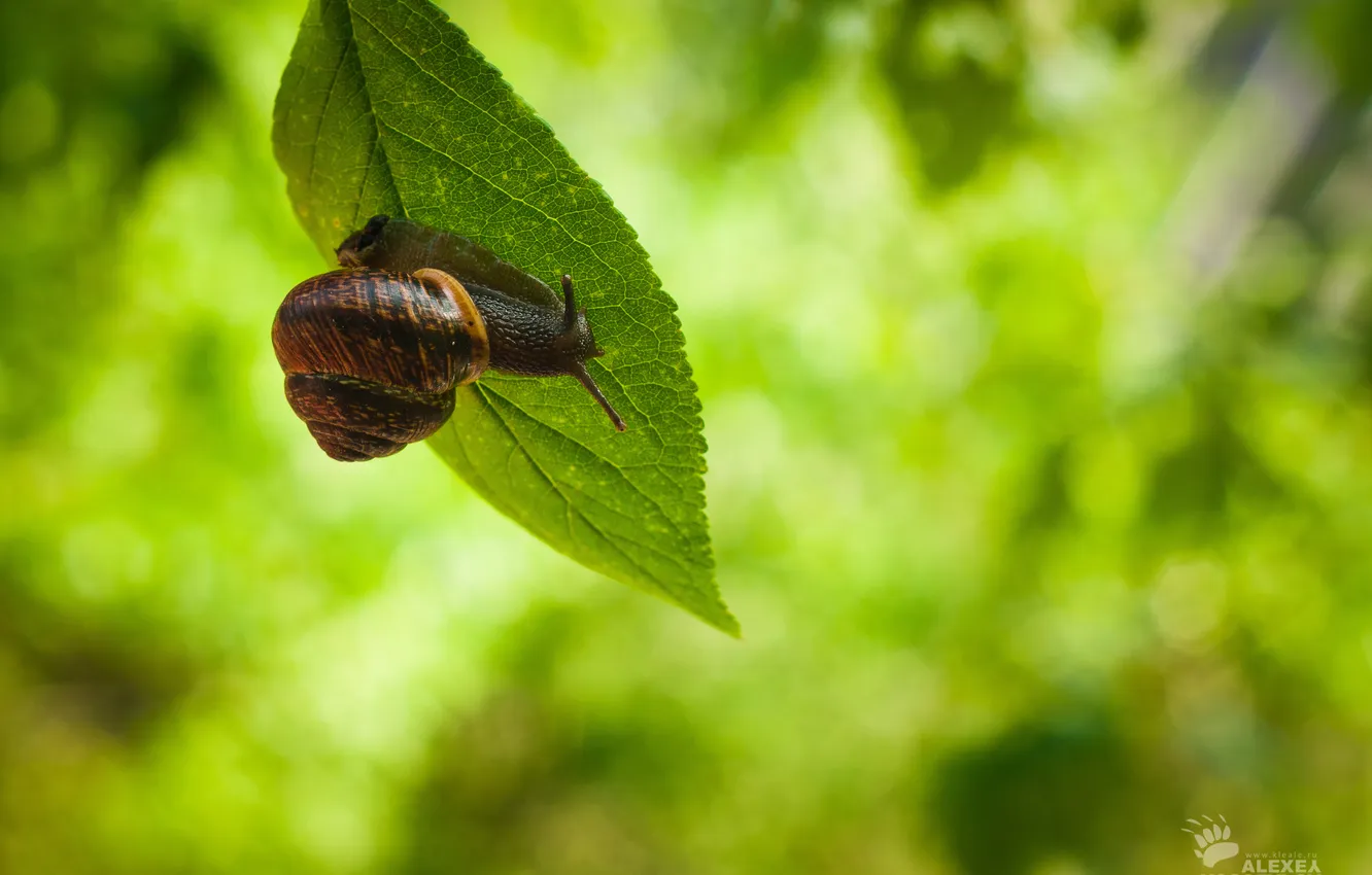 Photo wallpaper greens, leaves, snail