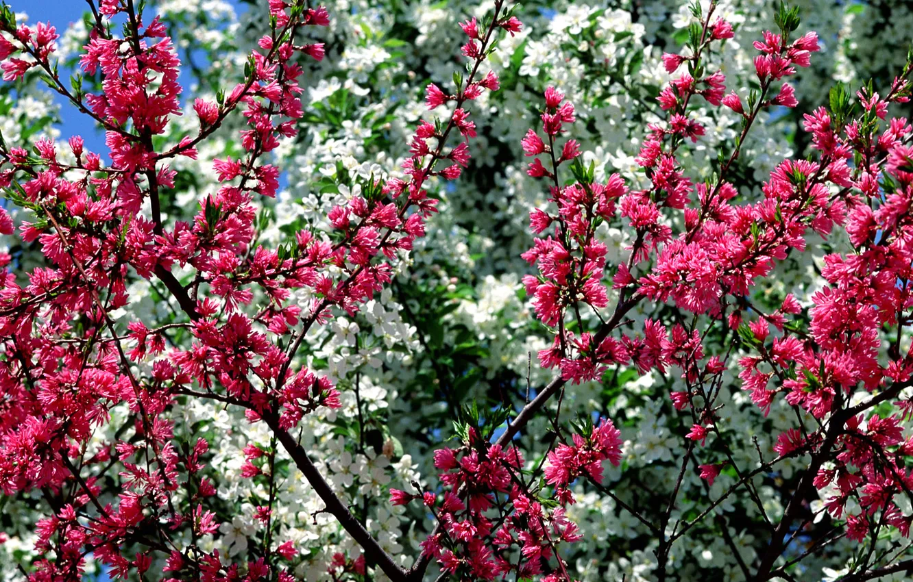 Photo wallpaper trees, flowers, spring, garden