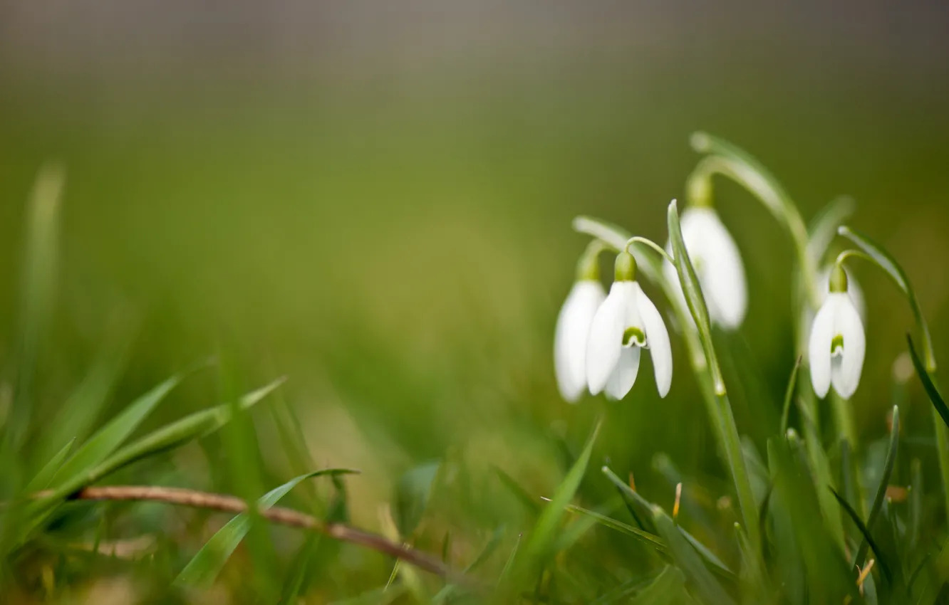 Photo wallpaper flowers, green, background, snowdrops, white