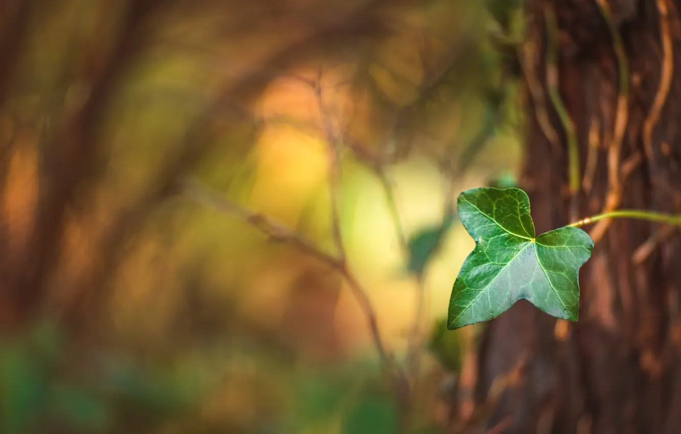 Photo wallpaper tree, leaf, bokeh
