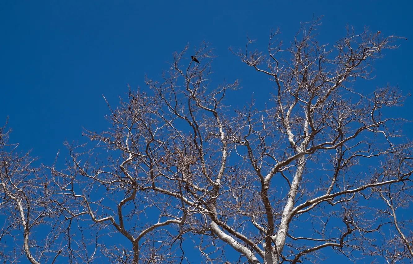 Photo wallpaper the sky, tree, bird