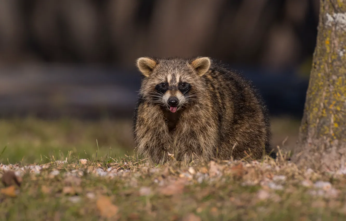 Photo wallpaper language, face, nature, raccoon, blurred background