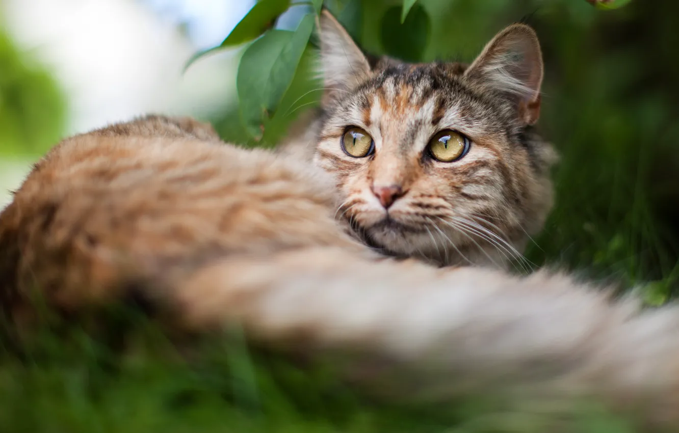Photo wallpaper cat, summer, grass, cat, look, face, nature, background