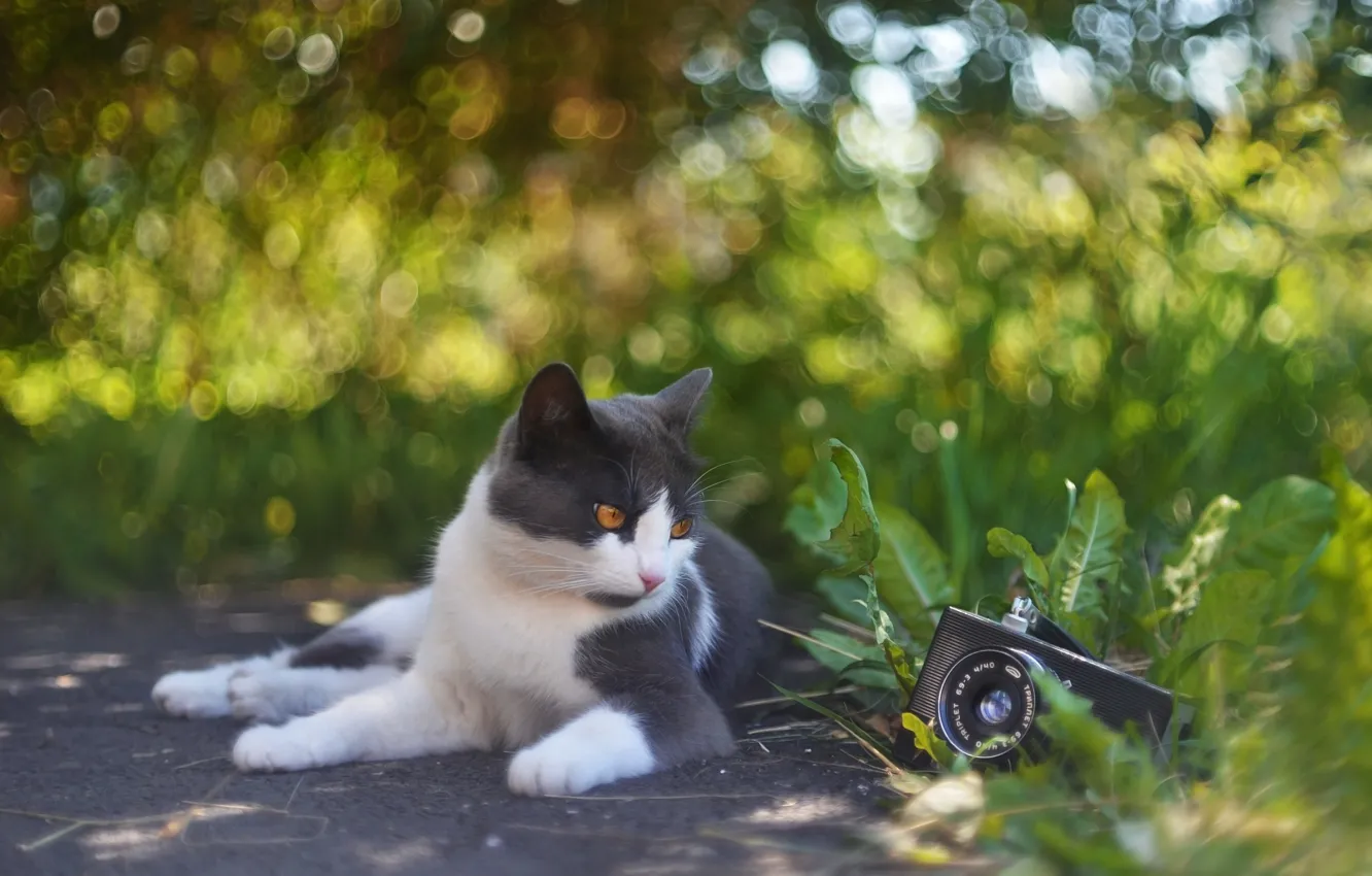 Photo wallpaper greens, cat, summer, grass, cat, look, light, nature