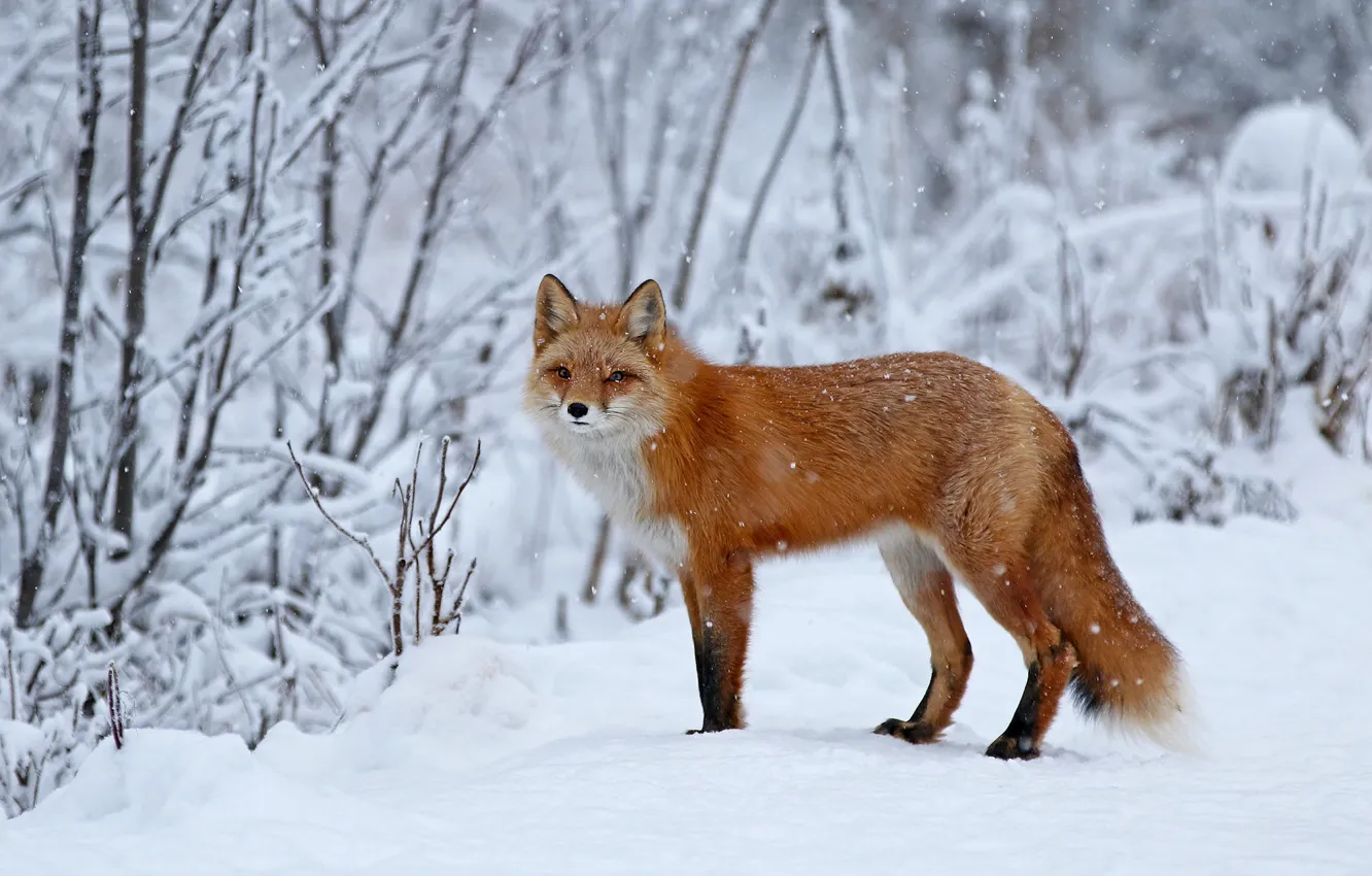 Photo wallpaper winter, forest, look, snow, trees, branches, nature, Fox