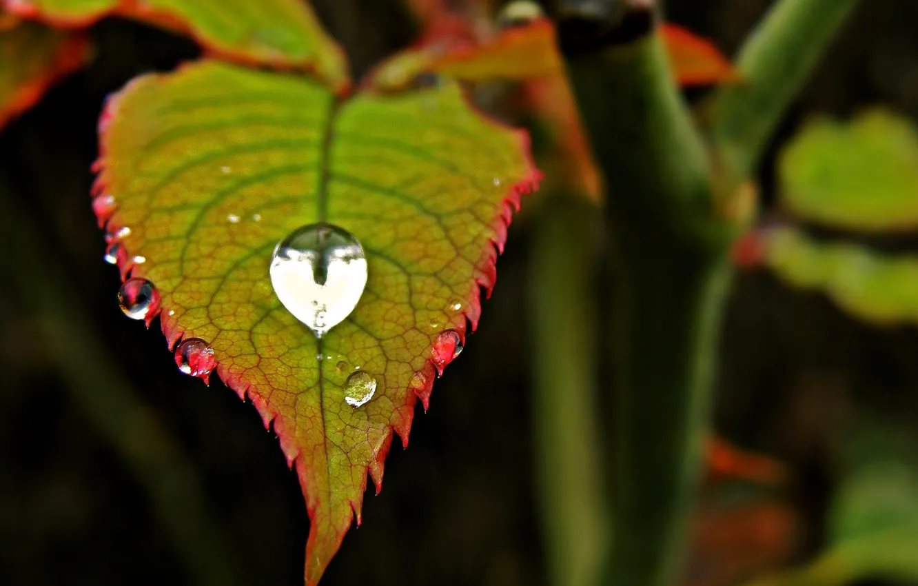 Photo wallpaper leaves, water, macro, red, green, Rosa, background, widescreen